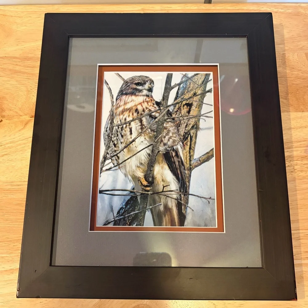 Red Tail Hawk on a Limb Double Mat Framed Art Print Size 12”x10” Nature Wildlife - Picture 2 of 6
